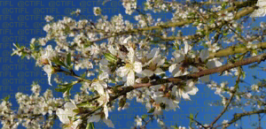 Verger d'amandiers en fleurs, détail d'une branche - Cancon (47)